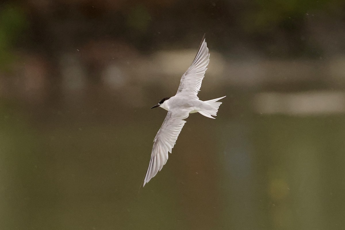 Little Tern - ML610933094