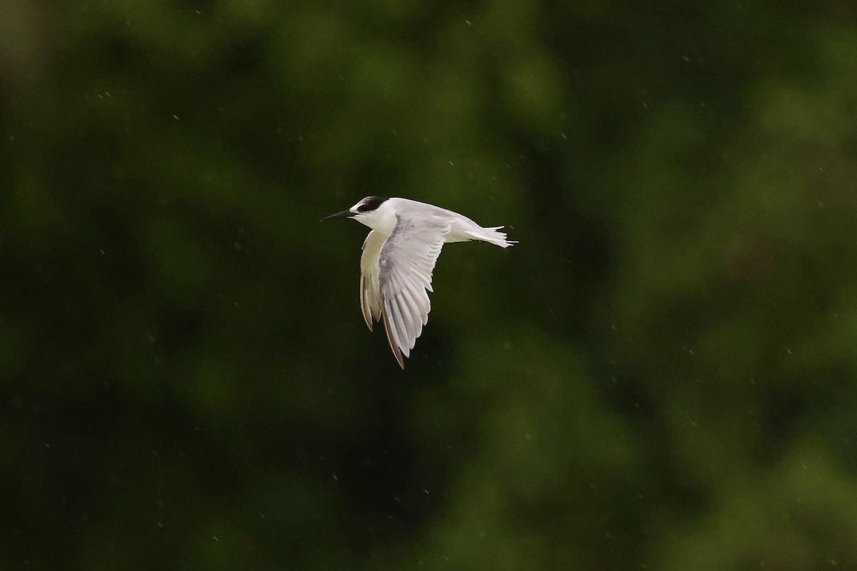 Little Tern - ML610933095