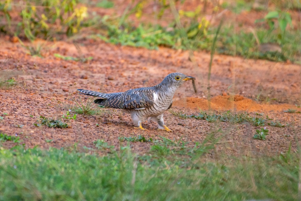 Common Cuckoo - Manish Kumar Chattopadhyay