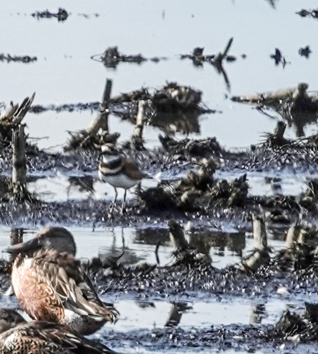 Killdeer - ML610933127