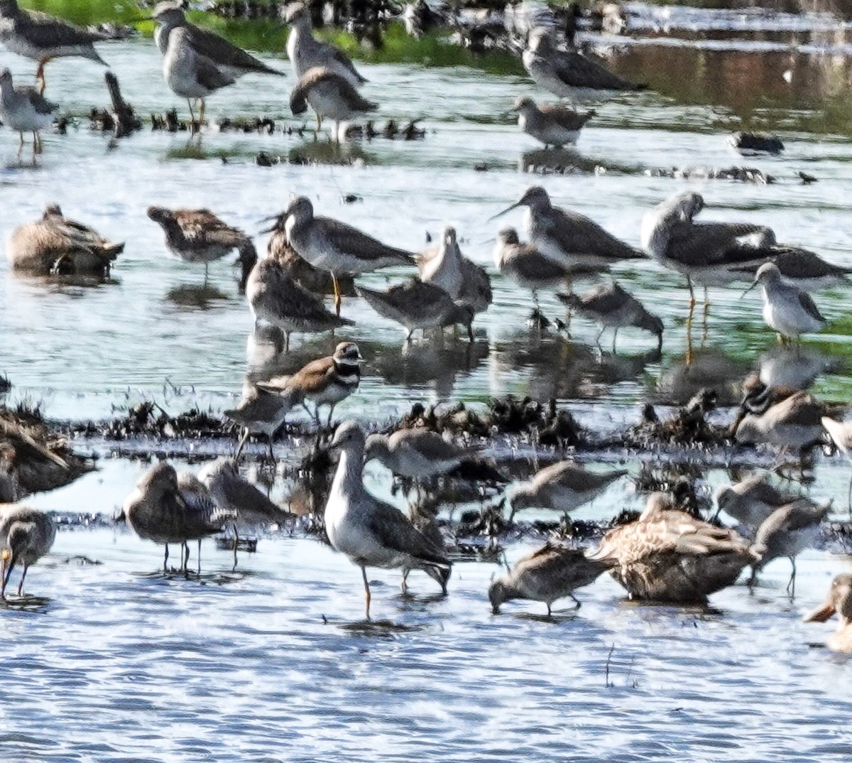 Killdeer - ML610933128