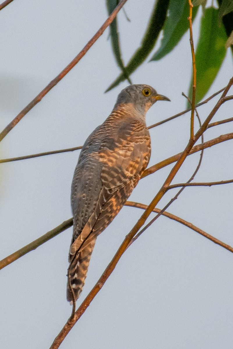 Common Cuckoo - ML610933175
