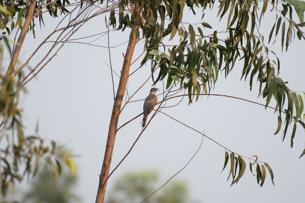 Common Cuckoo - ML610933177