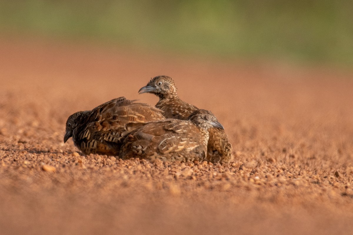 Barred Buttonquail - ML610933185