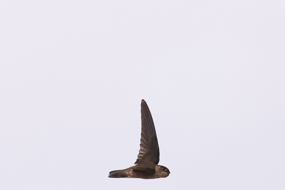 Seychelles Swiftlet - ML610933199