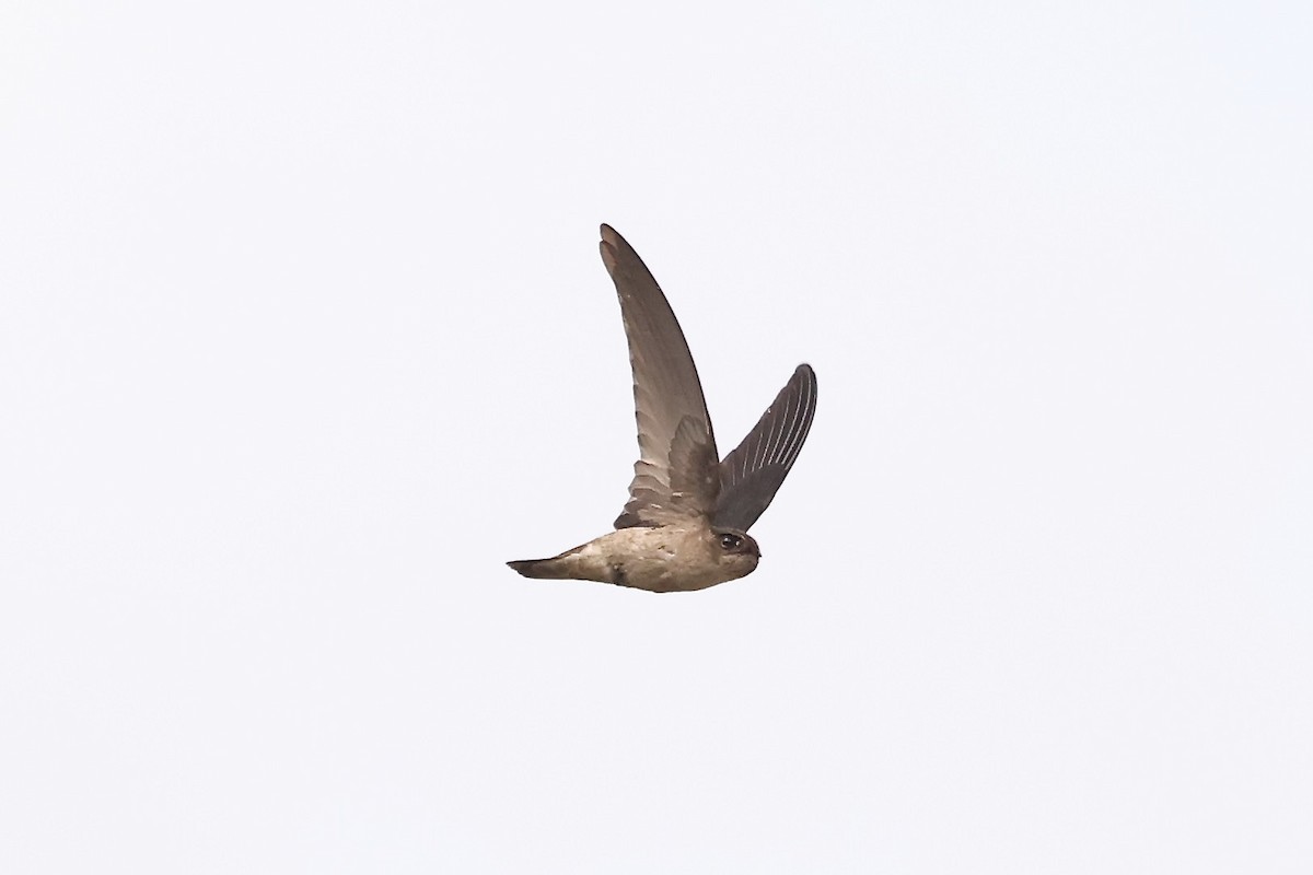 Seychelles Swiftlet - ML610933201