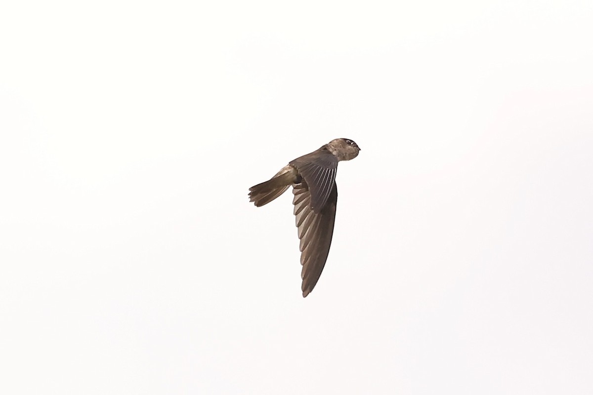 Seychelles Swiftlet - ML610933205