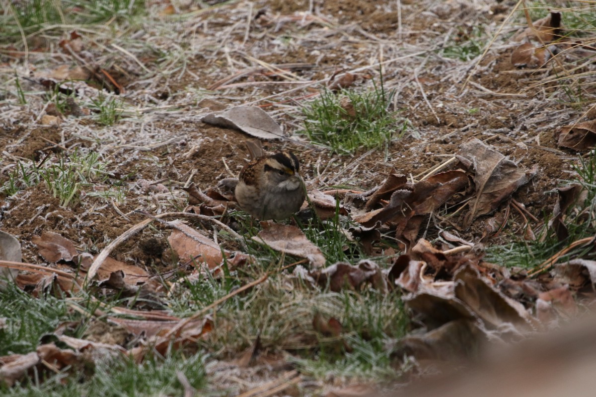 White-throated Sparrow - ML610933226