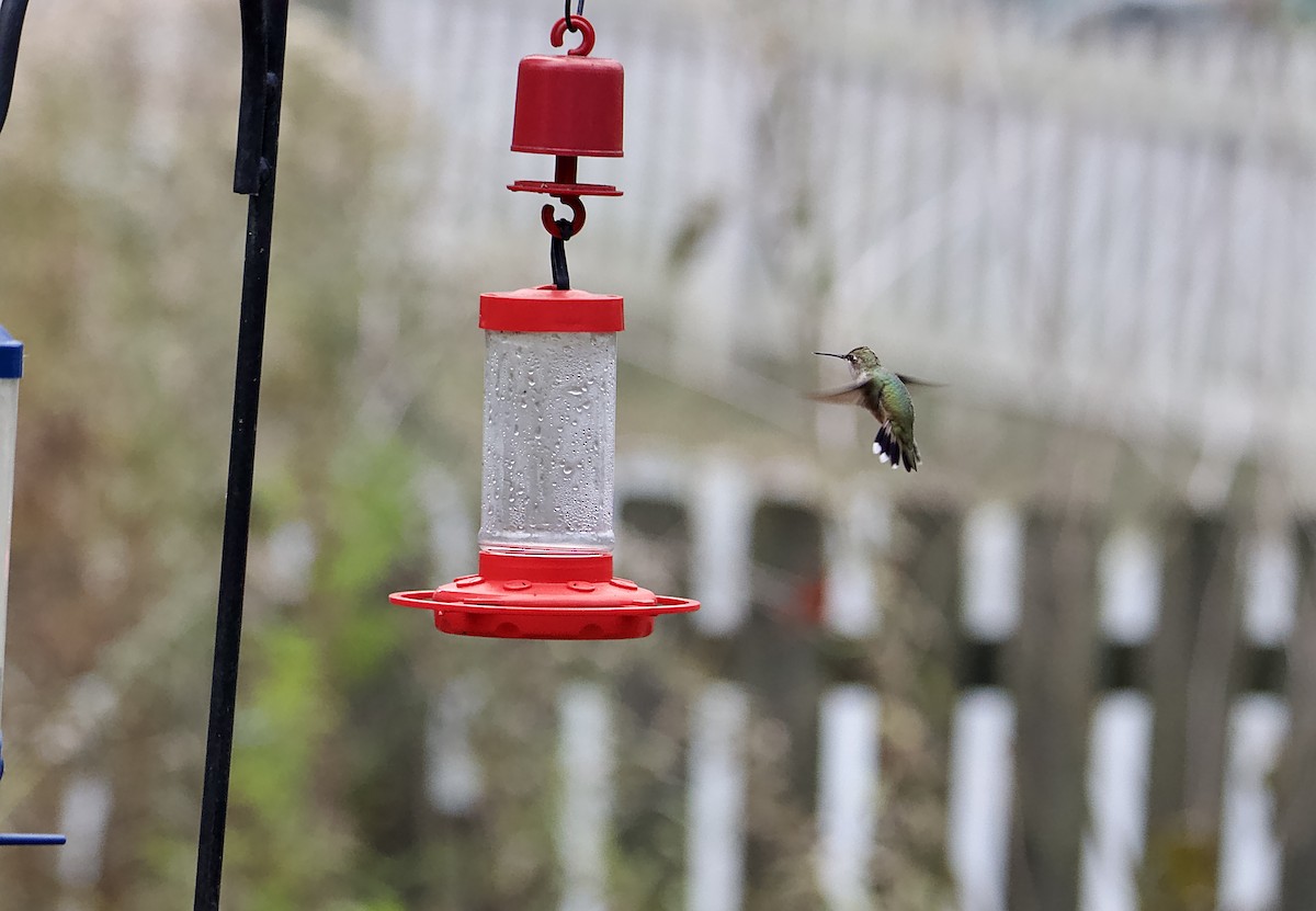 Black-chinned Hummingbird - David Wilkins