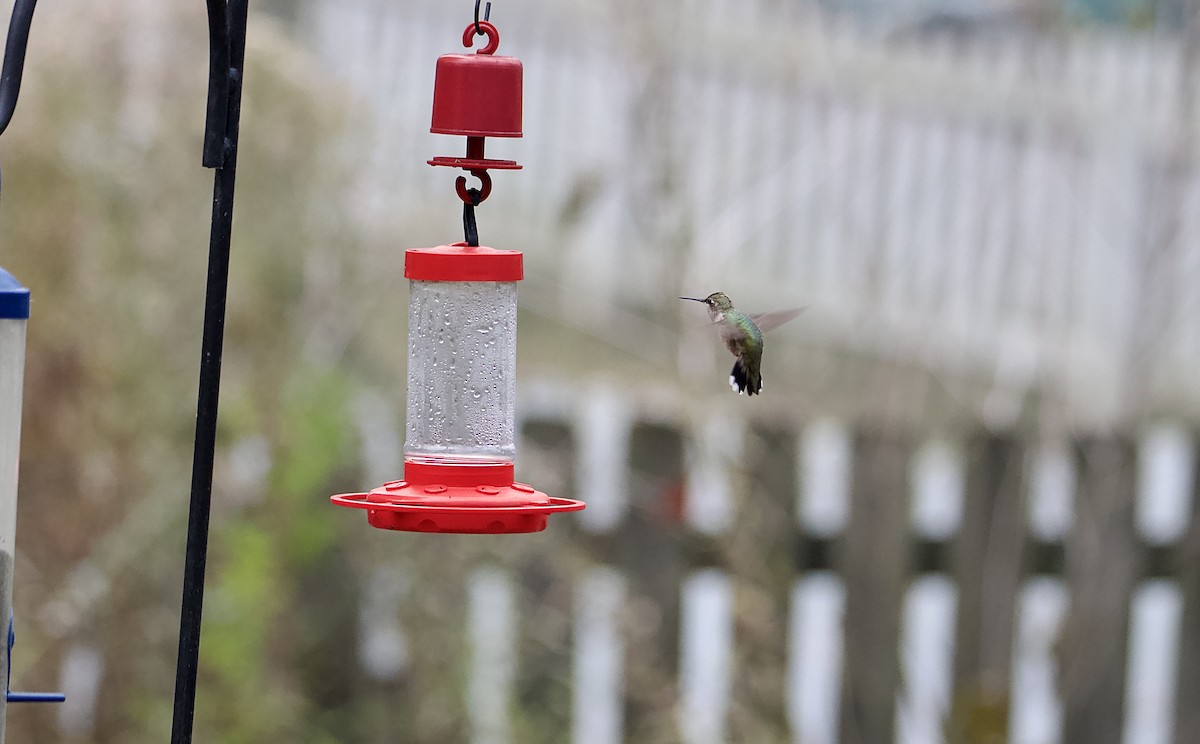 Colibrí Gorjinegro - ML610933237