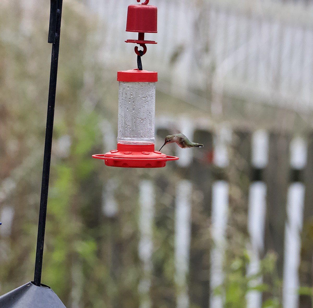 Black-chinned Hummingbird - David Wilkins