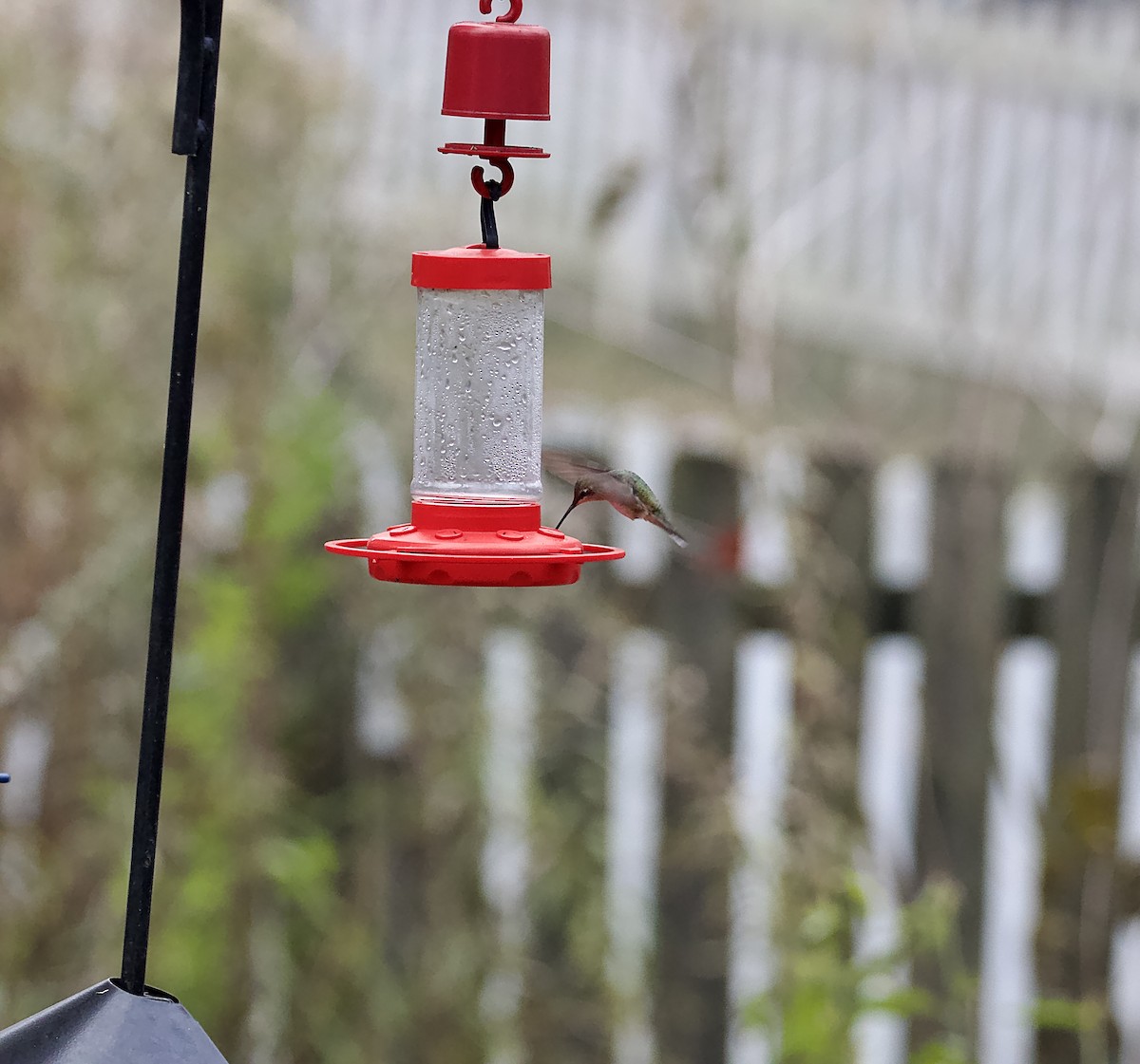 Black-chinned Hummingbird - David Wilkins