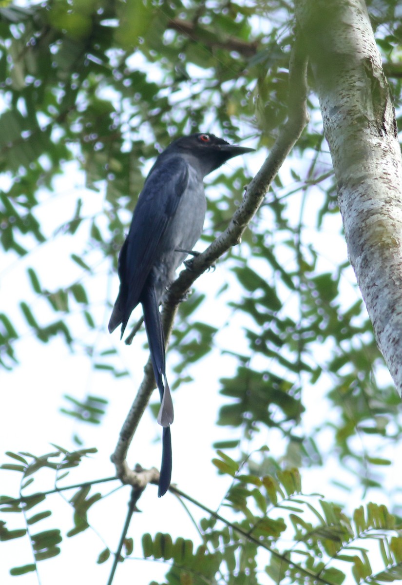 White-bellied Drongo - ML610933280