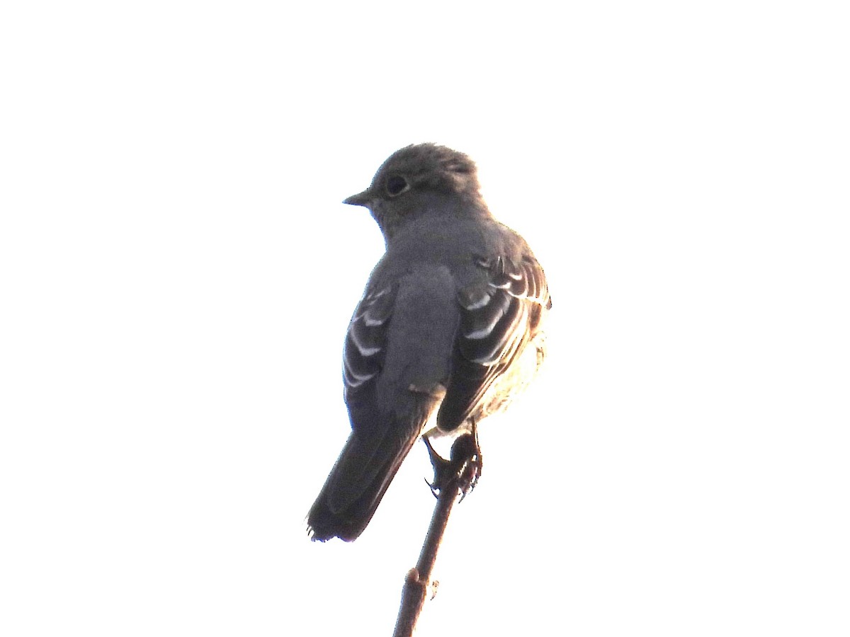 Townsend's Solitaire - ML610933379