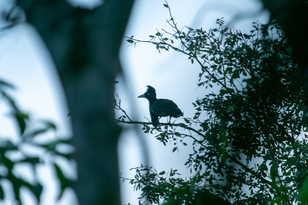 Amazonian Umbrellabird - ML610933438