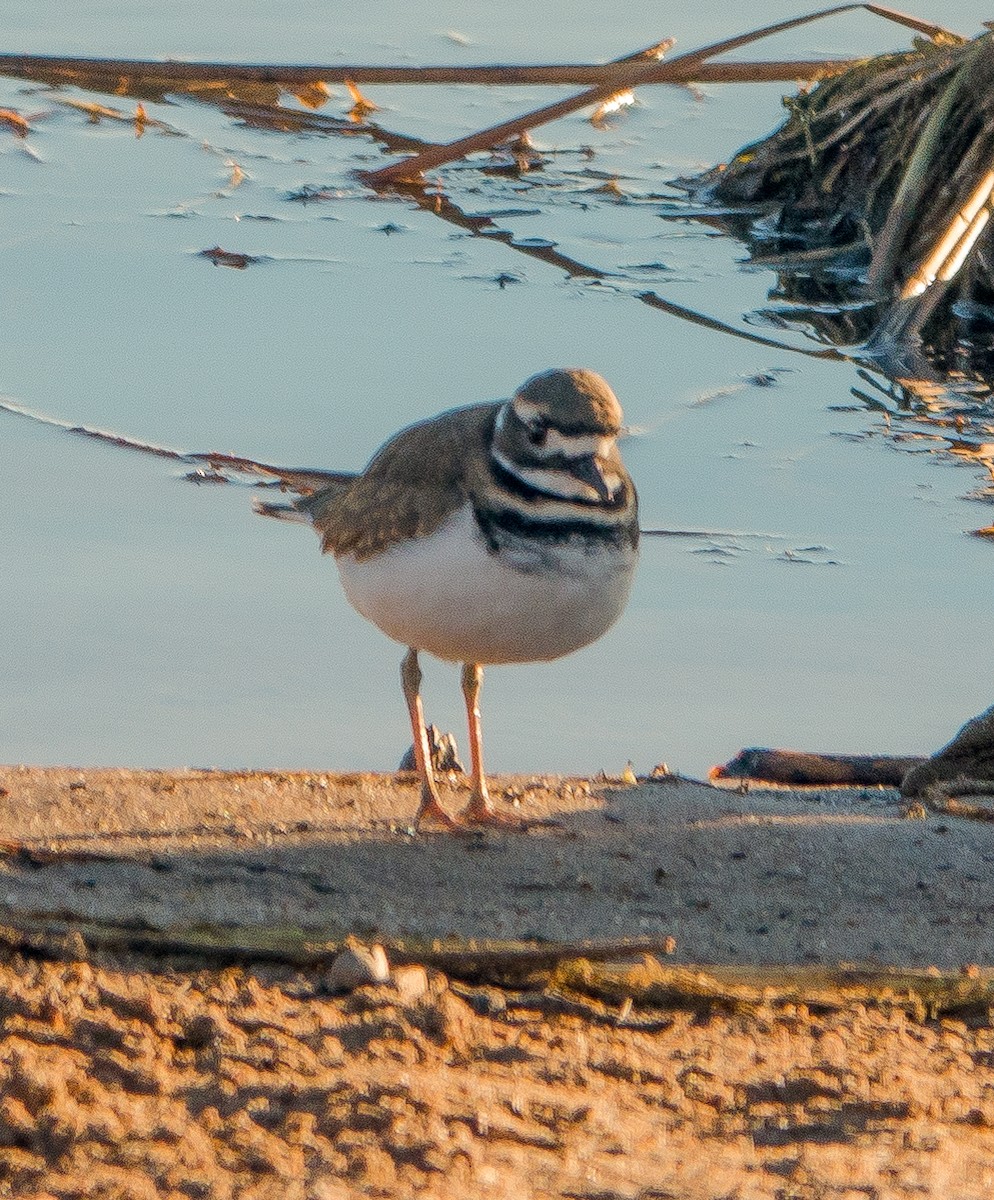 Killdeer - ML610933497