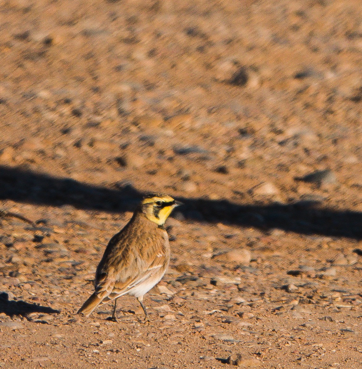 Horned Lark - ML610933501