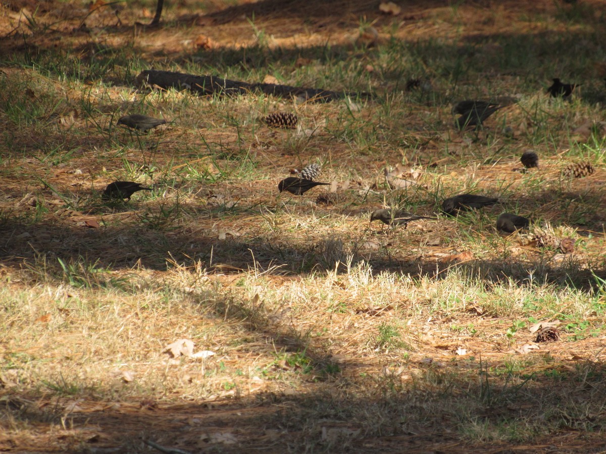 Brown-headed Cowbird - ML610933550