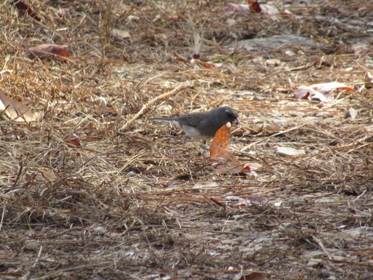 Dark-eyed Junco - ML610933566