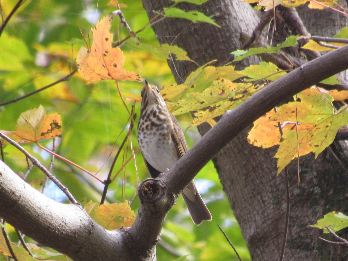 Hermit Thrush - ML610933580