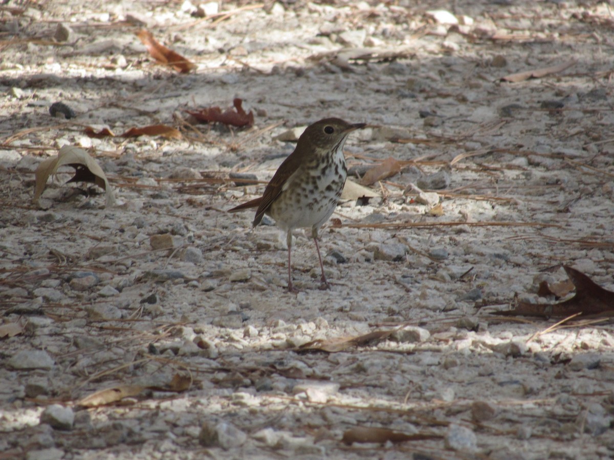 Hermit Thrush - ML610933581