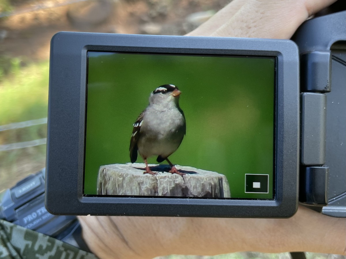 White-crowned Sparrow - Roland Rumm