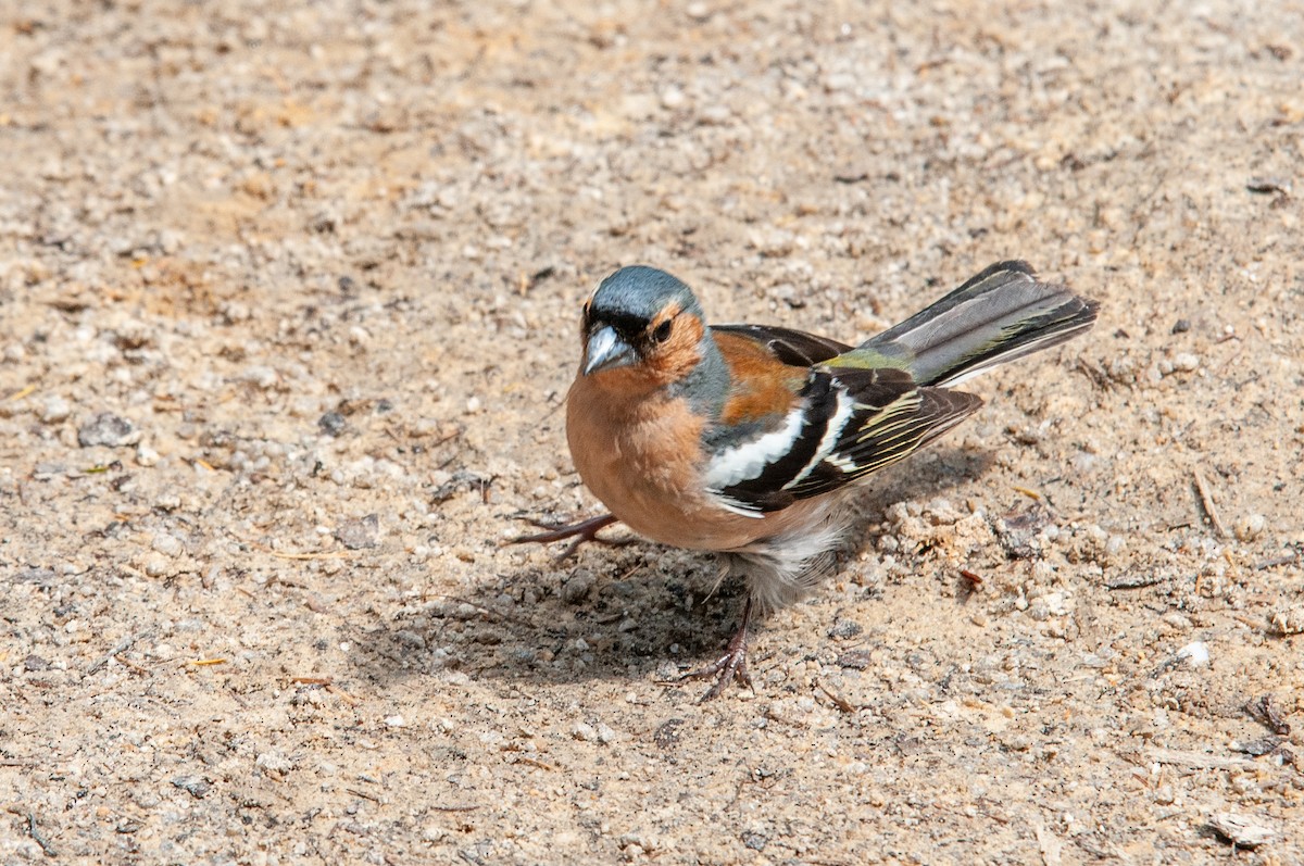 Common Chaffinch - Brent Reed