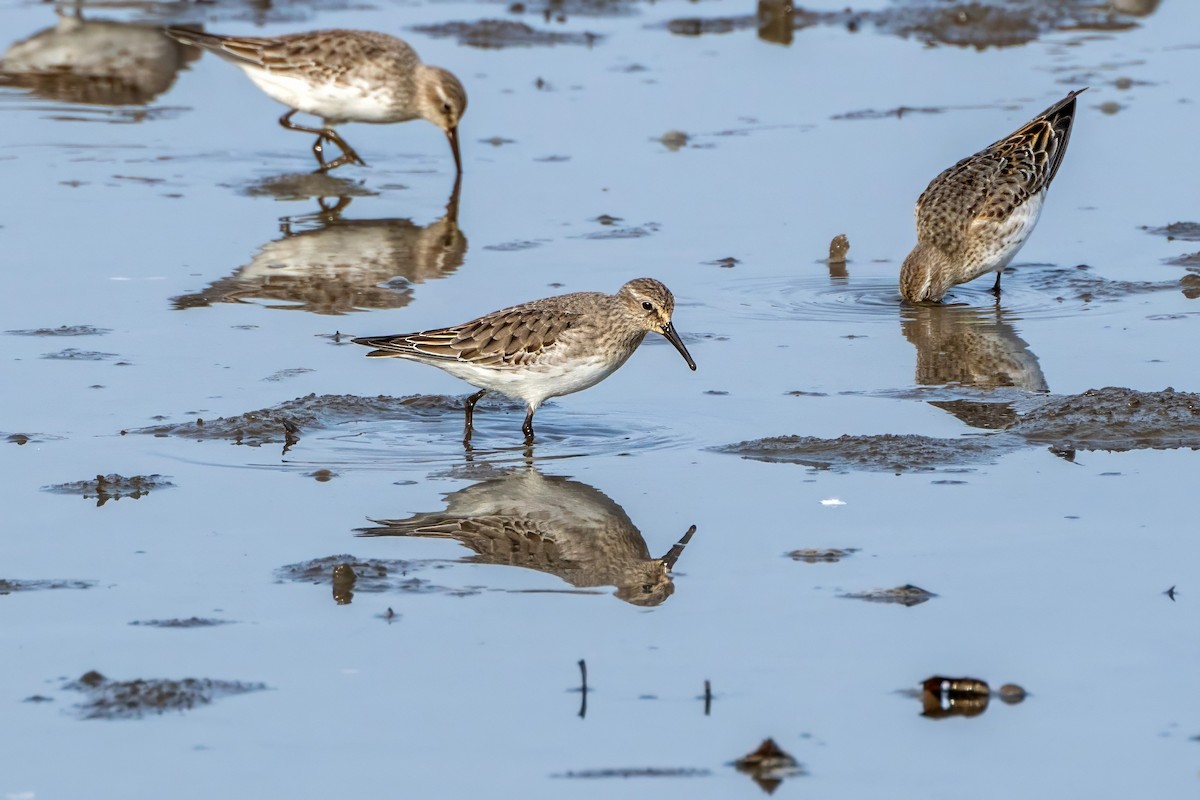 White-rumped Sandpiper - Roger Roy
