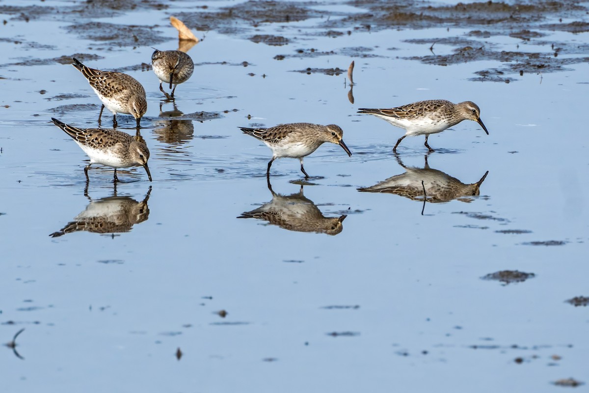 White-rumped Sandpiper - Roger Roy