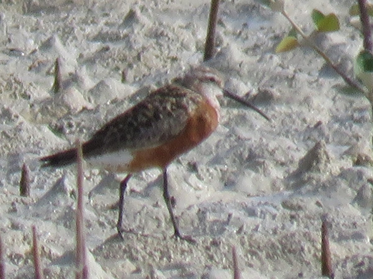 Curlew Sandpiper - ML610933889