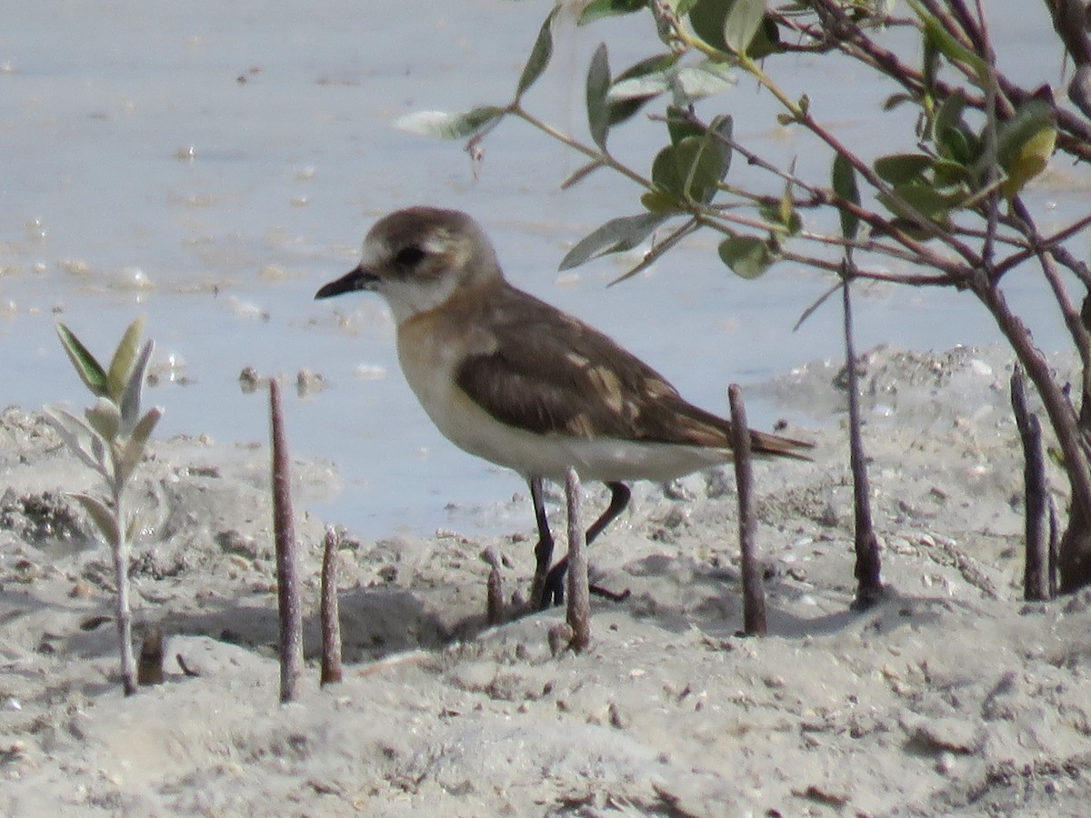 Tibetan Sand-Plover - ML610933897