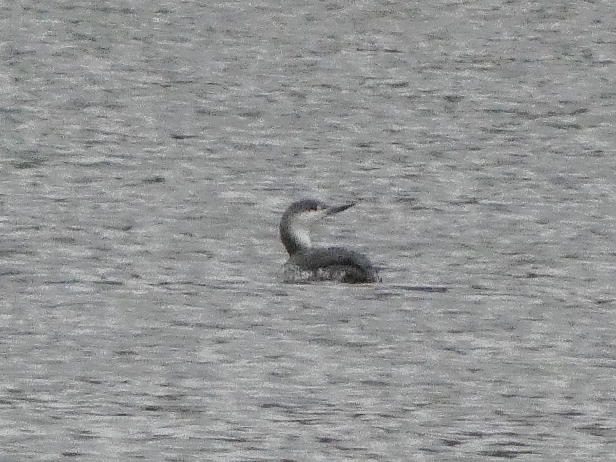 Red-throated Loon - ML610933906