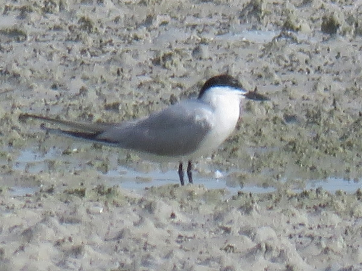 Gull-billed Tern - ML610933908