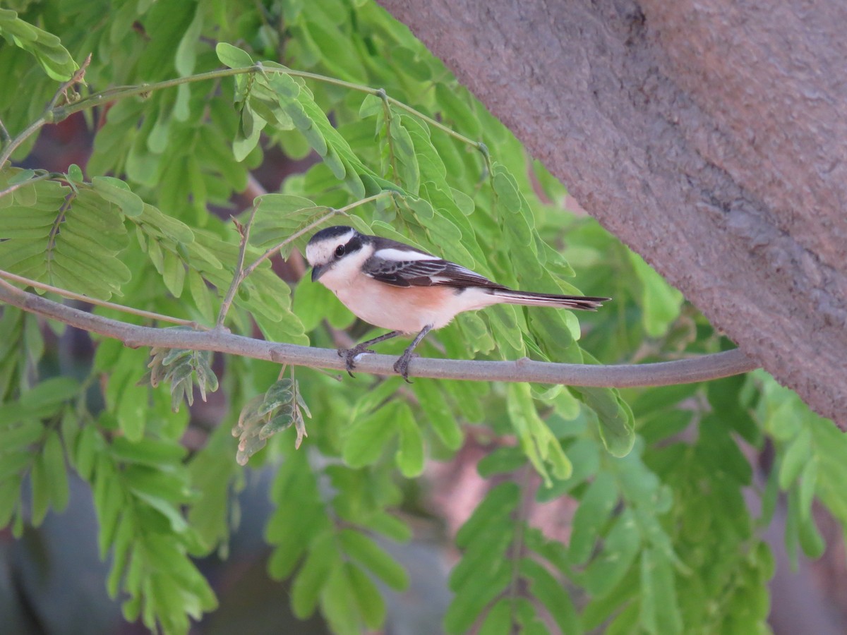 Masked Shrike - ML610933932