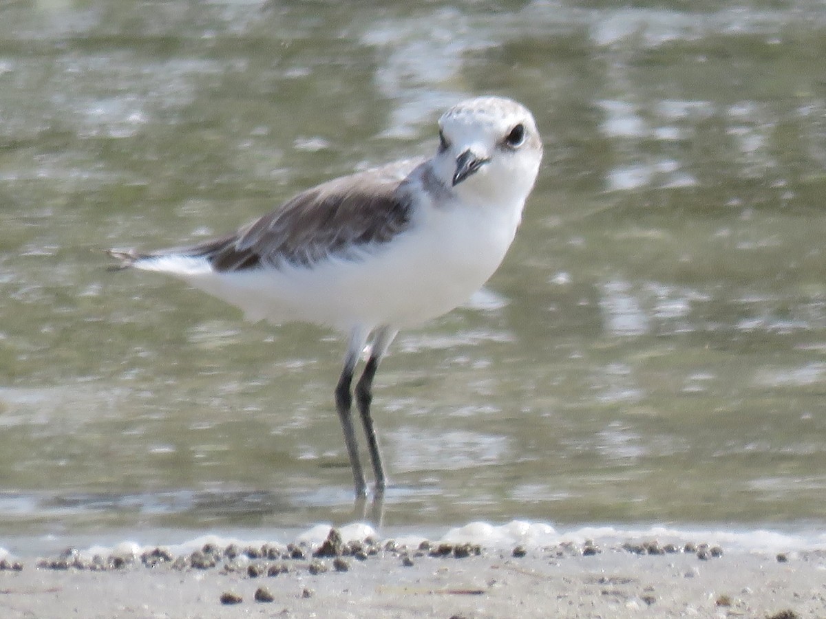 Kentish Plover (Kentish) - ML610933945