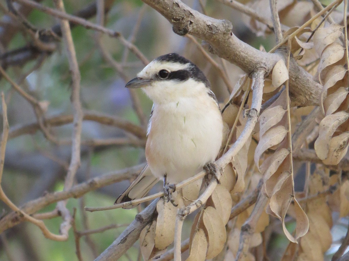 Masked Shrike - ML610933965