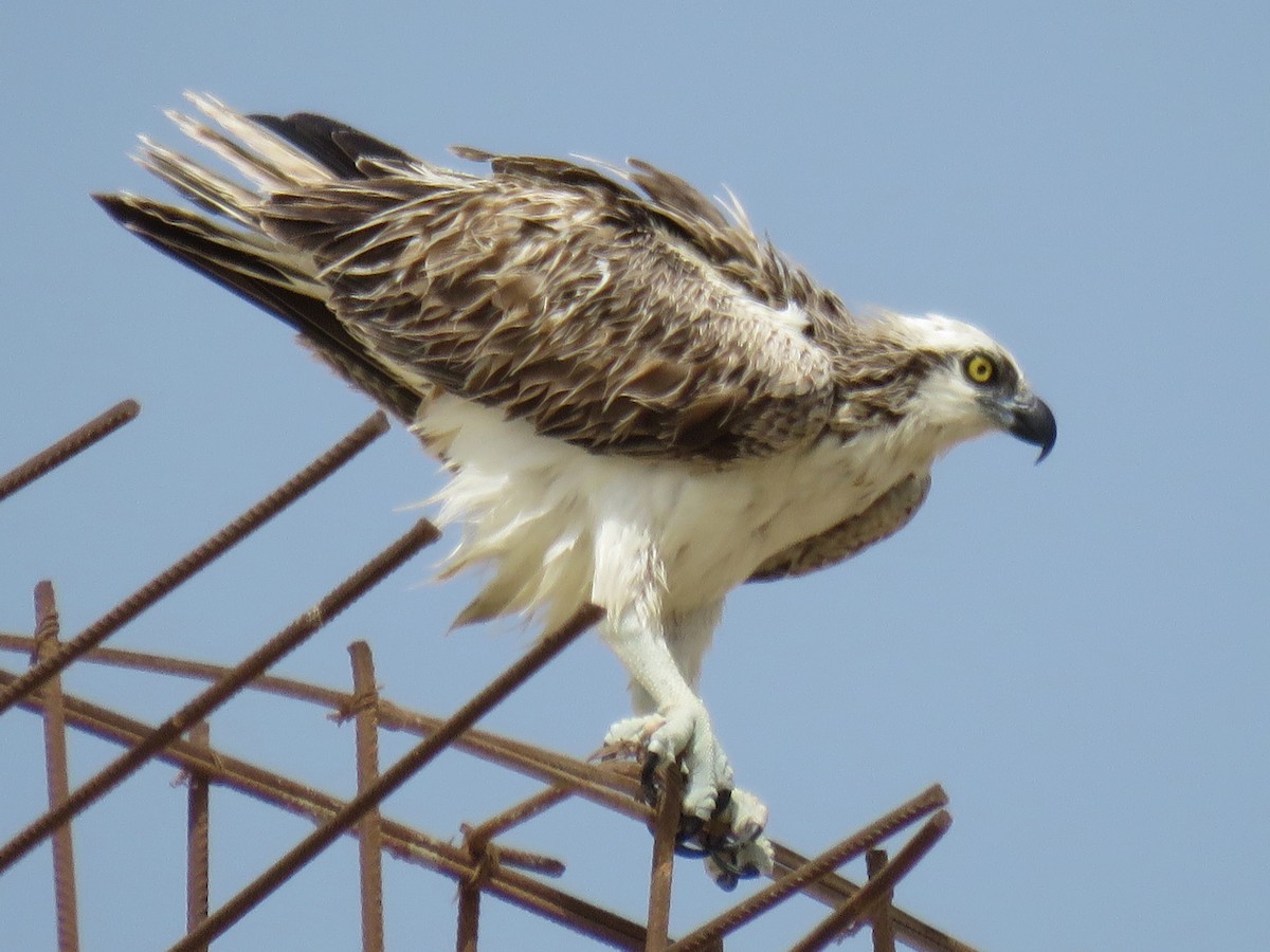 Osprey - ML610933977