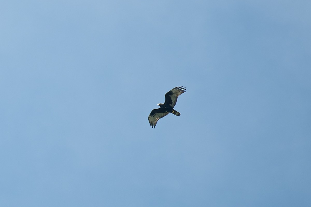 Zone-tailed Hawk - David Eberly