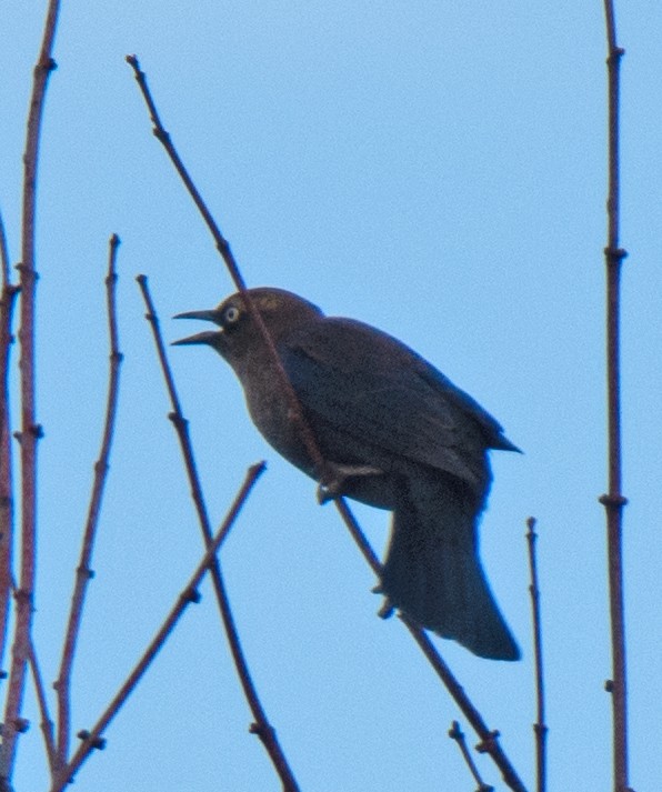 Rusty Blackbird - ML610934082