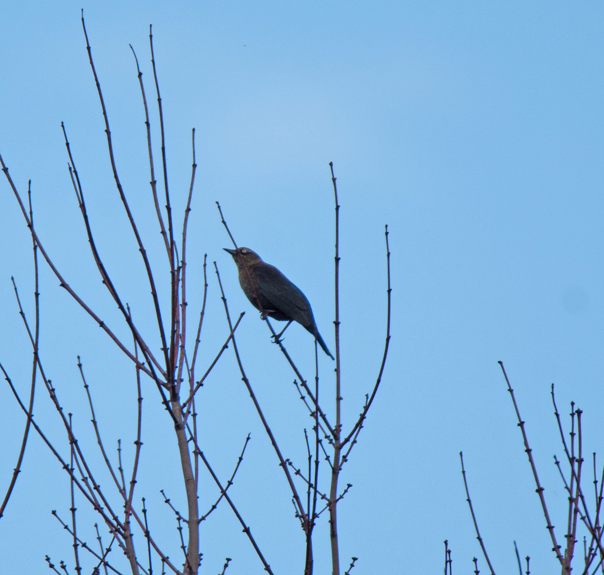 Rusty Blackbird - ML610934083