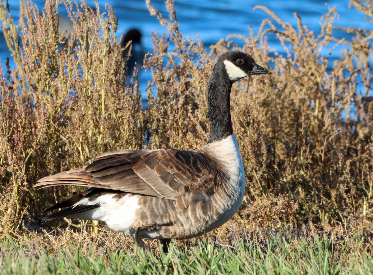 Cackling Goose - Jacob Meier