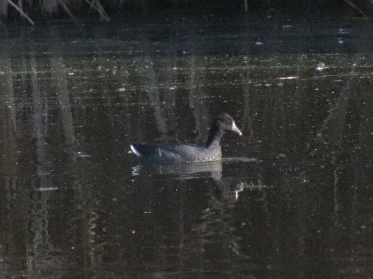 American Coot - George Bailey