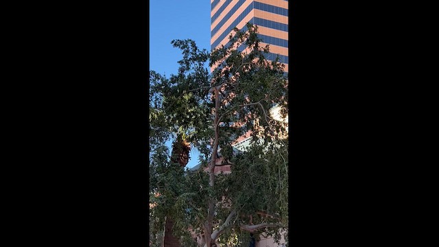 Bushtit - ML610934258