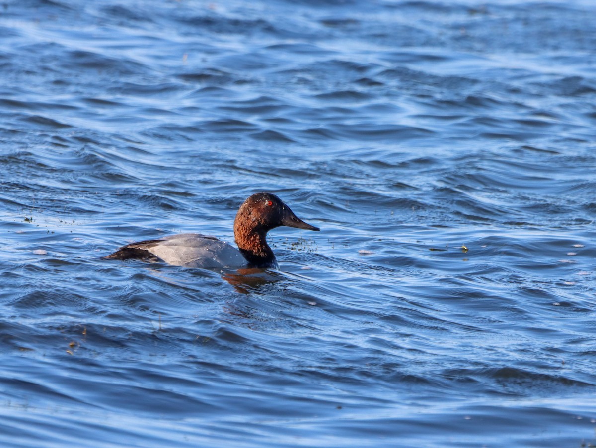 Canvasback - ML610934296