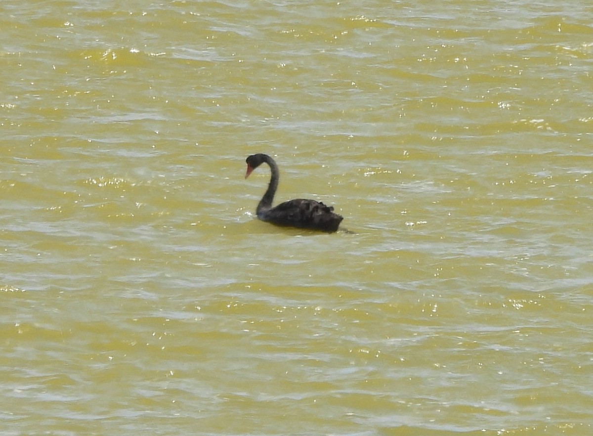 Black Swan - Steve Hosmer