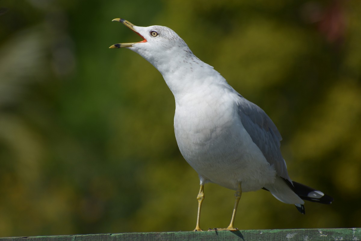 Ring-billed Gull - ML610934317