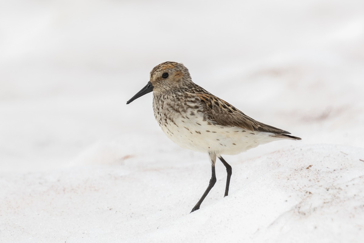 Western Sandpiper - ML610934397