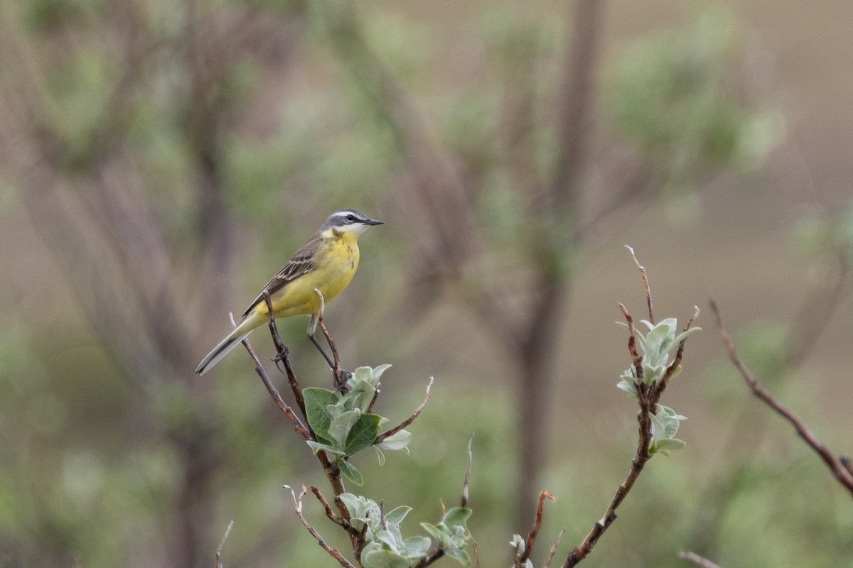 Eastern Yellow Wagtail - Evan Buck