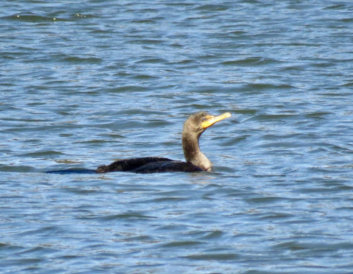 Double-crested Cormorant - ML610934427