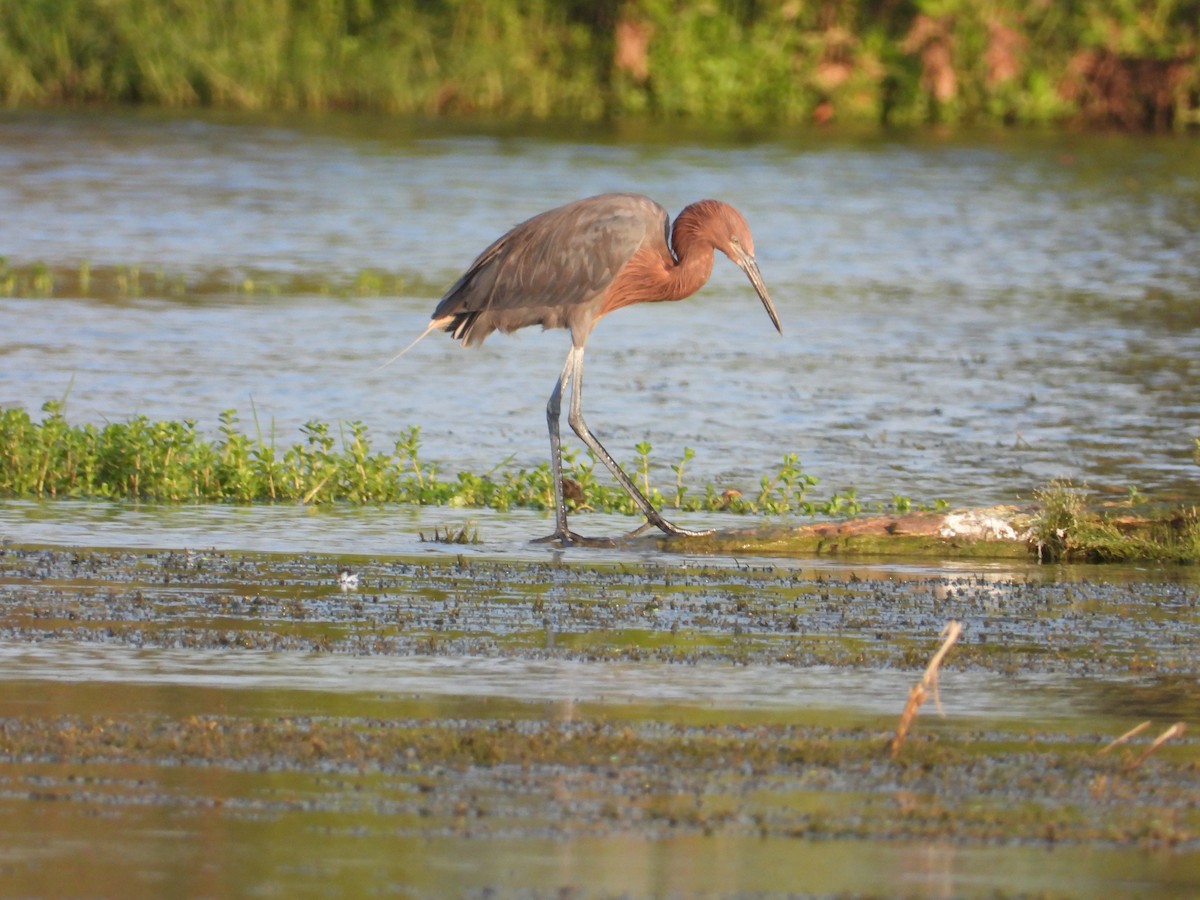 Reddish Egret - ML610934566